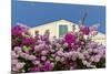 Bougainvillea and Yellow Building with Green Shutters Against Blue Sky-Eleanor-Mounted Photographic Print