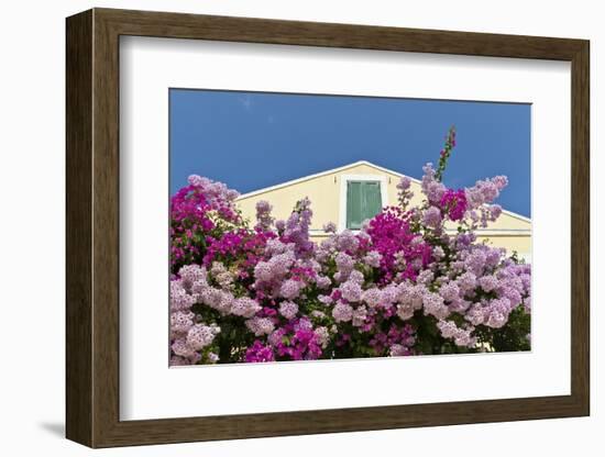 Bougainvillea and Yellow Building with Green Shutters Against Blue Sky-Eleanor-Framed Photographic Print