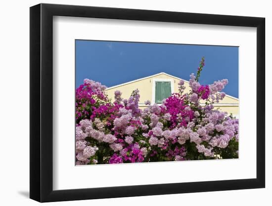 Bougainvillea and Yellow Building with Green Shutters Against Blue Sky-Eleanor-Framed Photographic Print