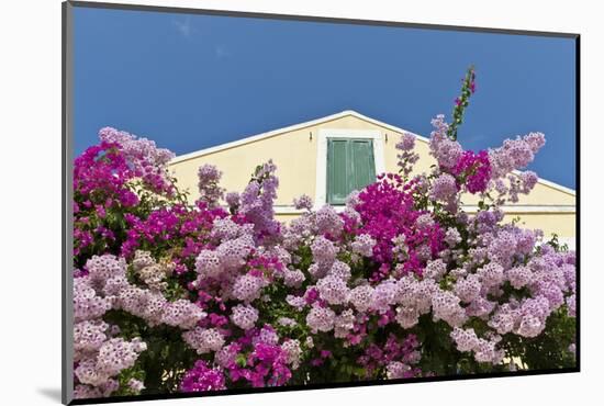 Bougainvillea and Yellow Building with Green Shutters Against Blue Sky-Eleanor-Mounted Photographic Print