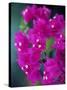 Bougainvillea Blooming, Island of Martinique, Lesser Antilles, French West Indies, Caribbean-Yadid Levy-Stretched Canvas