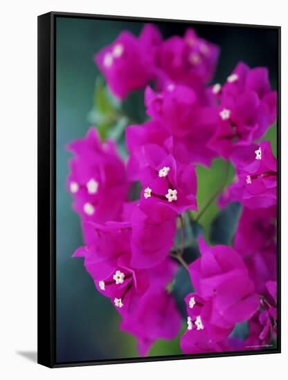 Bougainvillea Blooming, Island of Martinique, Lesser Antilles, French West Indies, Caribbean-Yadid Levy-Framed Stretched Canvas