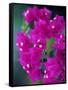 Bougainvillea Blooming, Island of Martinique, Lesser Antilles, French West Indies, Caribbean-Yadid Levy-Framed Stretched Canvas