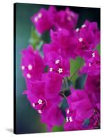 Bougainvillea Blooming, Island of Martinique, Lesser Antilles, French West Indies, Caribbean-Yadid Levy-Stretched Canvas