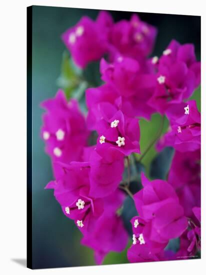 Bougainvillea Blooming, Island of Martinique, Lesser Antilles, French West Indies, Caribbean-Yadid Levy-Stretched Canvas
