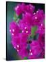 Bougainvillea Blooming, Island of Martinique, Lesser Antilles, French West Indies, Caribbean-Yadid Levy-Stretched Canvas