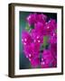 Bougainvillea Blooming, Island of Martinique, Lesser Antilles, French West Indies, Caribbean-Yadid Levy-Framed Photographic Print