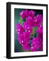 Bougainvillea Blooming, Island of Martinique, Lesser Antilles, French West Indies, Caribbean-Yadid Levy-Framed Photographic Print
