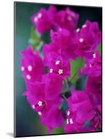 Bougainvillea Blooming, Island of Martinique, Lesser Antilles, French West Indies, Caribbean-Yadid Levy-Mounted Photographic Print