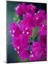 Bougainvillea Blooming, Island of Martinique, Lesser Antilles, French West Indies, Caribbean-Yadid Levy-Mounted Photographic Print