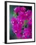 Bougainvillea Blooming, Island of Martinique, Lesser Antilles, French West Indies, Caribbean-Yadid Levy-Framed Photographic Print