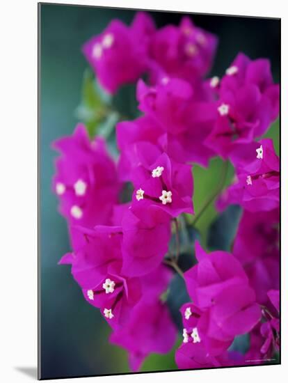 Bougainvillea Blooming, Island of Martinique, Lesser Antilles, French West Indies, Caribbean-Yadid Levy-Mounted Photographic Print