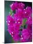 Bougainvillea Blooming, Island of Martinique, Lesser Antilles, French West Indies, Caribbean-Yadid Levy-Mounted Photographic Print