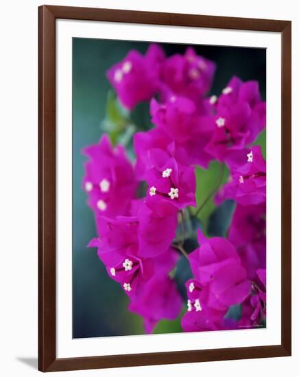 Bougainvillea Blooming, Island of Martinique, Lesser Antilles, French West Indies, Caribbean-Yadid Levy-Framed Photographic Print