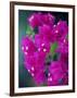 Bougainvillea Blooming, Island of Martinique, Lesser Antilles, French West Indies, Caribbean-Yadid Levy-Framed Photographic Print