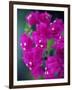 Bougainvillea Blooming, Island of Martinique, Lesser Antilles, French West Indies, Caribbean-Yadid Levy-Framed Photographic Print