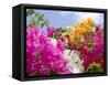 Bougainvillea, Cayman Brac, Cayman Islands, Caribbean-Greg Johnston-Framed Stretched Canvas