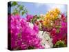 Bougainvillea, Cayman Brac, Cayman Islands, Caribbean-Greg Johnston-Stretched Canvas