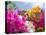 Bougainvillea, Cayman Brac, Cayman Islands, Caribbean-Greg Johnston-Stretched Canvas