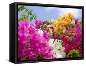 Bougainvillea, Cayman Brac, Cayman Islands, Caribbean-Greg Johnston-Framed Stretched Canvas