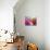 Bougainvillea, Cayman Brac, Cayman Islands, Caribbean-Greg Johnston-Stretched Canvas displayed on a wall