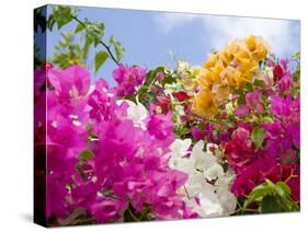 Bougainvillea, Cayman Brac, Cayman Islands, Caribbean-Greg Johnston-Stretched Canvas