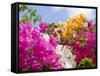 Bougainvillea, Cayman Brac, Cayman Islands, Caribbean-Greg Johnston-Framed Stretched Canvas