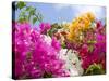 Bougainvillea, Cayman Brac, Cayman Islands, Caribbean-Greg Johnston-Stretched Canvas