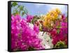 Bougainvillea, Cayman Brac, Cayman Islands, Caribbean-Greg Johnston-Framed Stretched Canvas