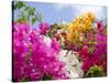 Bougainvillea, Cayman Brac, Cayman Islands, Caribbean-Greg Johnston-Stretched Canvas