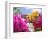 Bougainvillea, Cayman Brac, Cayman Islands, Caribbean-Greg Johnston-Framed Photographic Print