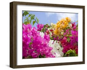 Bougainvillea, Cayman Brac, Cayman Islands, Caribbean-Greg Johnston-Framed Photographic Print