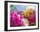 Bougainvillea, Cayman Brac, Cayman Islands, Caribbean-Greg Johnston-Framed Photographic Print