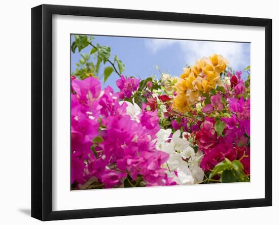 Bougainvillea, Cayman Brac, Cayman Islands, Caribbean-Greg Johnston-Framed Photographic Print