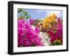 Bougainvillea, Cayman Brac, Cayman Islands, Caribbean-Greg Johnston-Framed Photographic Print