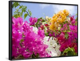 Bougainvillea, Cayman Brac, Cayman Islands, Caribbean-Greg Johnston-Framed Photographic Print