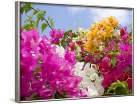 Bougainvillea, Cayman Brac, Cayman Islands, Caribbean-Greg Johnston-Framed Photographic Print