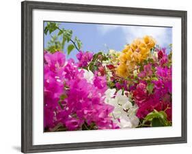 Bougainvillea, Cayman Brac, Cayman Islands, Caribbean-Greg Johnston-Framed Photographic Print