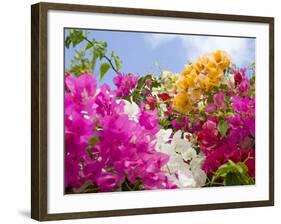 Bougainvillea, Cayman Brac, Cayman Islands, Caribbean-Greg Johnston-Framed Photographic Print