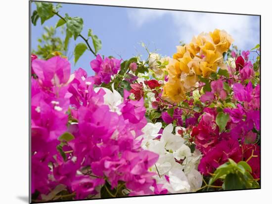 Bougainvillea, Cayman Brac, Cayman Islands, Caribbean-Greg Johnston-Mounted Photographic Print