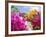 Bougainvillea, Cayman Brac, Cayman Islands, Caribbean-Greg Johnston-Framed Photographic Print