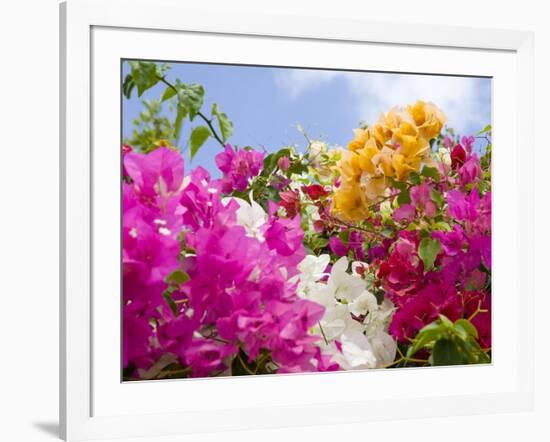 Bougainvillea, Cayman Brac, Cayman Islands, Caribbean-Greg Johnston-Framed Photographic Print