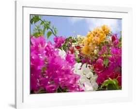 Bougainvillea, Cayman Brac, Cayman Islands, Caribbean-Greg Johnston-Framed Photographic Print