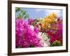 Bougainvillea, Cayman Brac, Cayman Islands, Caribbean-Greg Johnston-Framed Photographic Print