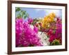 Bougainvillea, Cayman Brac, Cayman Islands, Caribbean-Greg Johnston-Framed Photographic Print