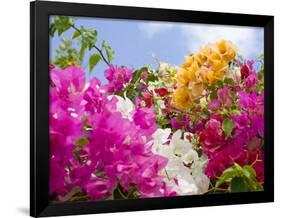 Bougainvillea, Cayman Brac, Cayman Islands, Caribbean-Greg Johnston-Framed Photographic Print