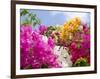 Bougainvillea, Cayman Brac, Cayman Islands, Caribbean-Greg Johnston-Framed Photographic Print