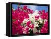 Bougainvillea, Cayman Brac, Cayman Islands, Caribbean-Greg Johnston-Framed Stretched Canvas