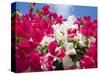 Bougainvillea, Cayman Brac, Cayman Islands, Caribbean-Greg Johnston-Stretched Canvas