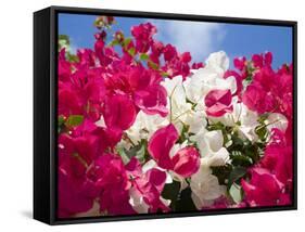 Bougainvillea, Cayman Brac, Cayman Islands, Caribbean-Greg Johnston-Framed Stretched Canvas